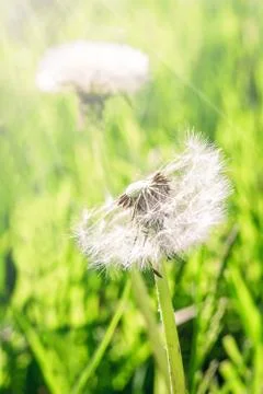 Two fluffy dandelion Stock Photos