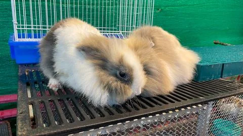 Two fluffy decorative rabbits next to a cage Fotos de archivo