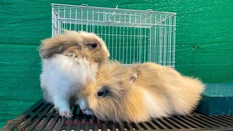 Two fluffy decorative rabbits Fotos de archivo