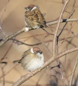 Two fluffy Eurasian Tree Sparrows (Passer montanus) perched on a branch in .. Stock Photos