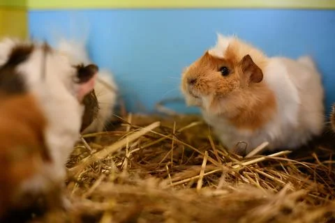 Two fluffy guinea pigs interacting on hay, Cavia porcellus, domestic pet care Stockfoto's