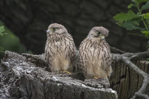 Two fluffy Kestrels Stock-Fotos