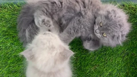 Two fluffy kittens playing and wrestling on green grass Video stock 334128819