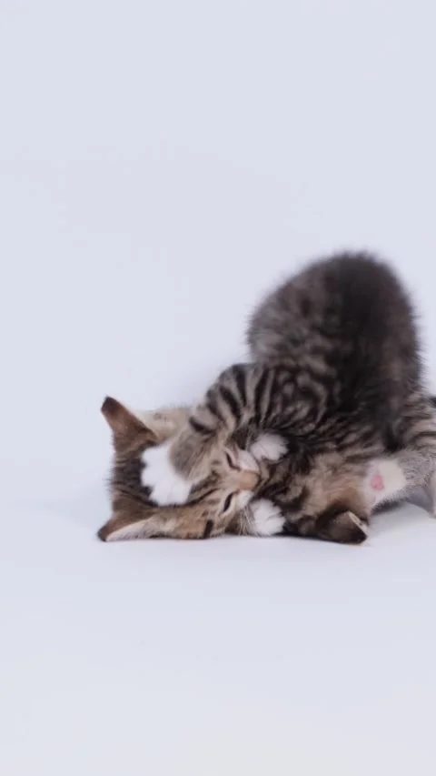 Two fluffy kittens playing and tumbling together on a clean white studio backgro Stock Footage 342527326