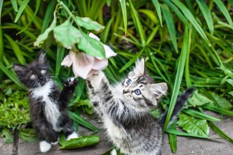 Two fluffy kittens playing on the grass. Foto stock