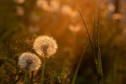 Two fluffy luminous round dandelions in the grass lit by the setting sun. Sum Stock Photos