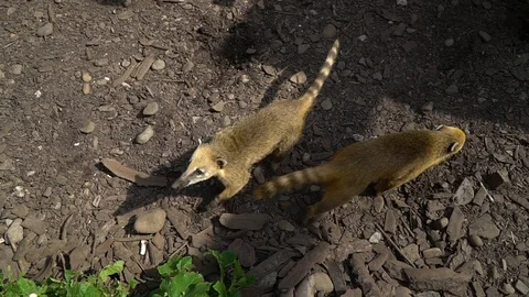 Two fluffy nasua walk through the woods. Close-up. Video stock 104363861