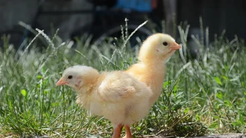 Two fluffy newborn chicks eating grass, summertime on the farm. Yellow chicks 4k Stock Footage 199851121