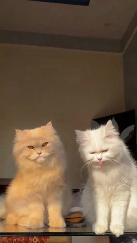 Two Fluffy Persian Cats Sitting Together Indoors Licking Lips Stock Footage 340587358