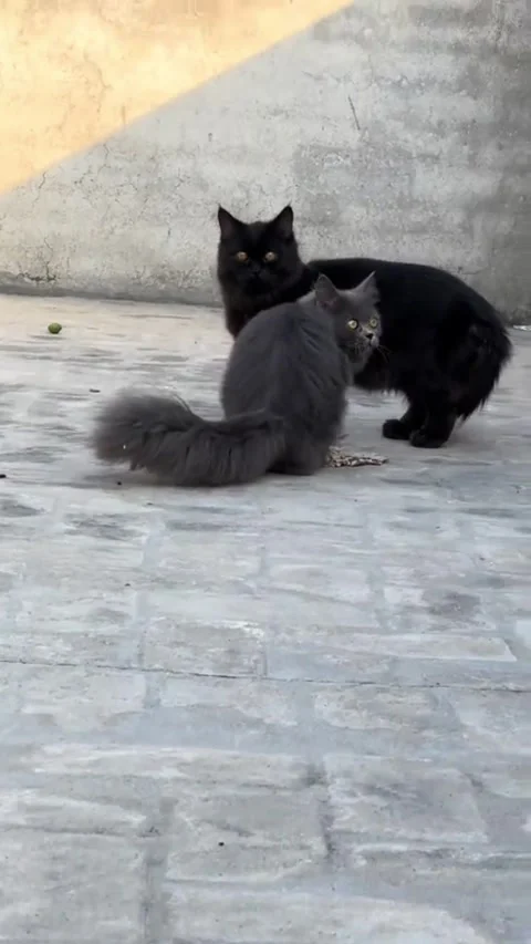 Two Fluffy Persian Cats Walking Towards Camera Outdoors Stock Footage 333218445