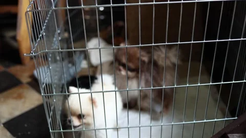 Two fluffy Pomeranian dogs eagerly seek attention behind metal bars Stock Footage 342444411
