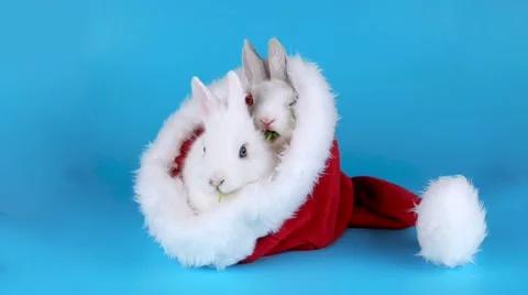 Two fluffy rabbits eating arugula salad in the Santa Claus hat Stock Footage 67448870
