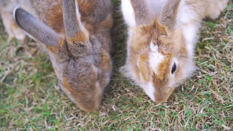 Two fluffy rabbits grazing on green and dry grass. One rabbit is brown and .. 스톡 동영상 333464387