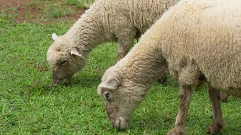 Two fluffy sheep graze peacefully on a bright green lawn. Stock Footage 327406038