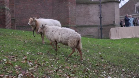 Two fluffy sheep with horns walking on a grassy slope near a historic brick 스톡 동영상 333148514