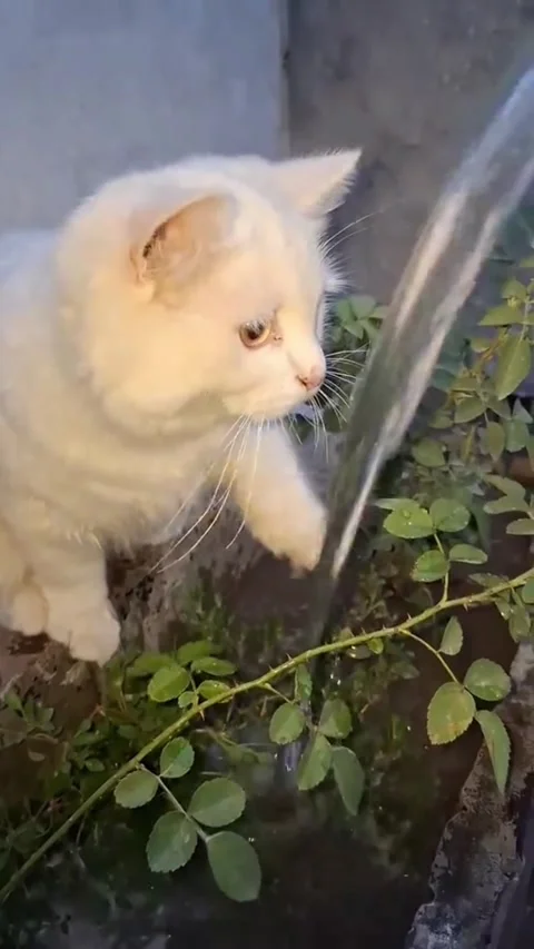 Two Fluffy White Cats Drinking Water from Tap Vidéo 337373395