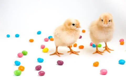 Two fluffy yellow chicks with easter jellybeans Stock Photos