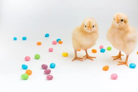 Two fluffy yellow chicks standing in easter jellybeans Stock Photos
