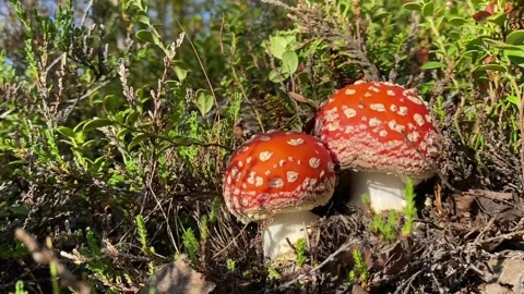 Two Fly agaric Stock Footage 250599544