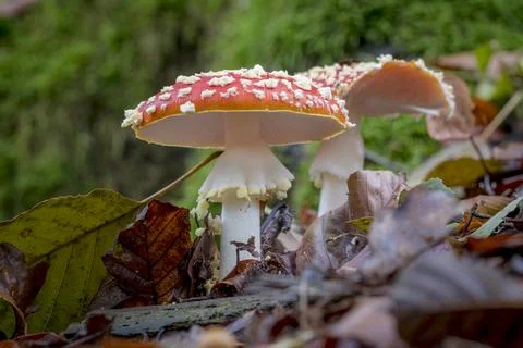 Two fly agaric on the forest floor with autumnal foliage Stock Photos