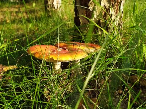 Two fly agaric in the grass near the birch Stock Photos