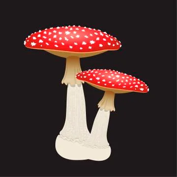 Two fly agaric mushrooms isolated on black background. Vector Illustration Stock Illustration