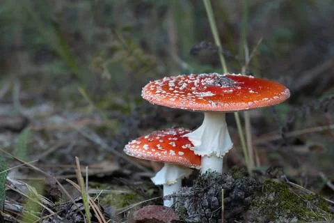 Two fly agarics grow in dry grass.Autumn forest,moss,cones mushrooms.Fly ag.. Stock Photos
