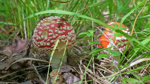 Two fly agarics grow in the grass, close up video Video stock 153697297