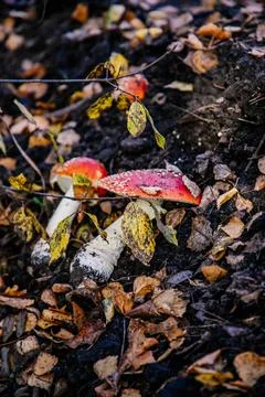 Two fly agarics lying on the ground among old orange fallen leaves Stock Photos