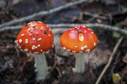 Two fly agarics sprouted through leaves in autumn forest Stock Photos