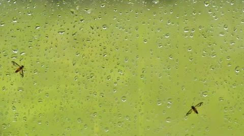 Two Flyies Stuck On The Car Window Stock Footage 40452869