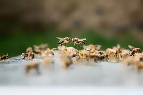 Two flying bees. Beekeeping concept. Stock Photos