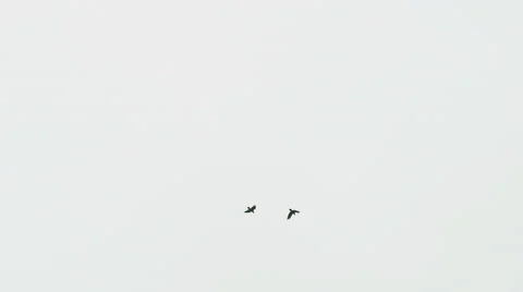 Two flying crows isolated against white background Stock Footage 60650861