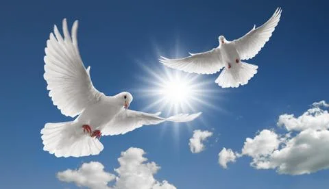 Two flying doves 写真素材