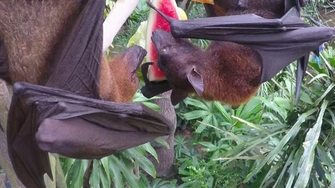 Two Flying Fox are hanging on a tree branch and eating watermelon Stock Footage 75426787