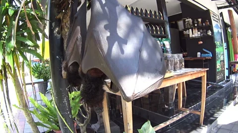 Two flying fox bats fanning themselves in the shade on a hot sunny day Stock Footage 61042370