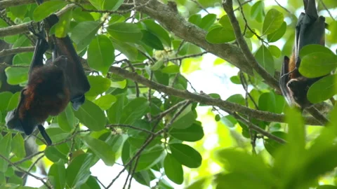 Two flying foxes upside down Stock Footage 269783329