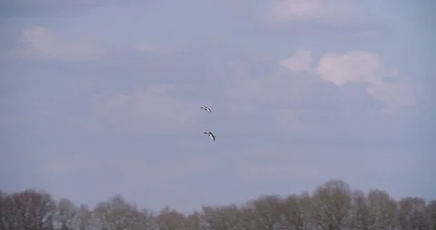 Two flying greylag geese arrive at fen National Park, wildlife Europe Stock Footage 87721882
