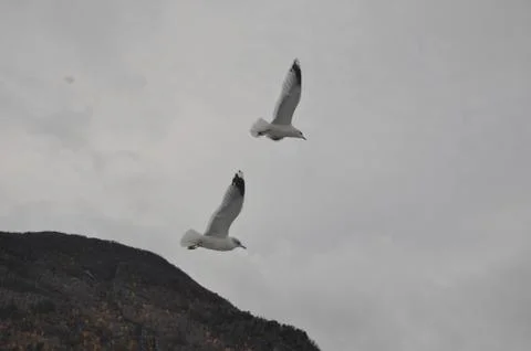 Two flying gull Stock Photos