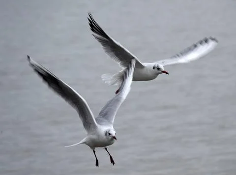 Two flying seagulls Stock Photos