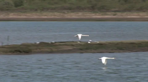 Two Flying Swans Stock Footage 37493107