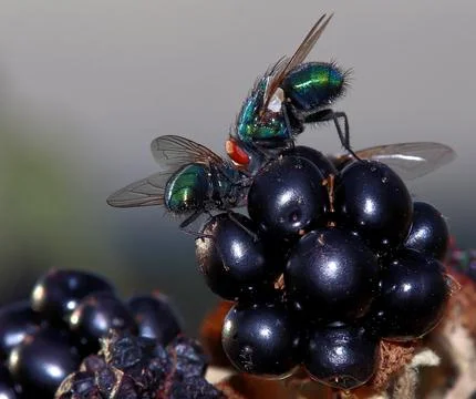 Two Flys on a Blackberry Stock Photos