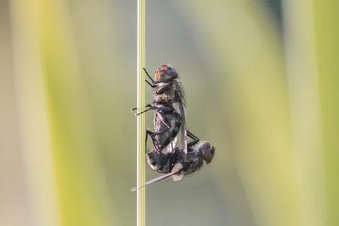 Two flys in the garden on a leaf Stock Photos