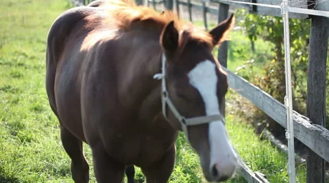 Two foals by the fence 库存影片 68389414