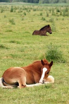 Two foals lying on pasture 스톡 사진