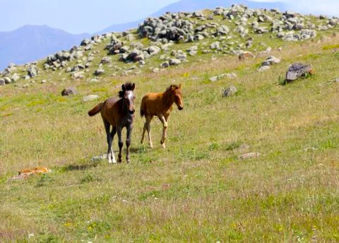 Two foals in the mountains Stock Photos
