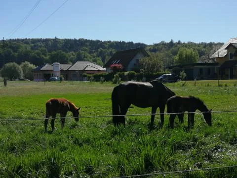 Two foals  with  mum Stock Photos
