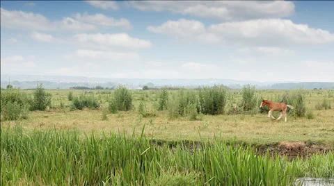 Two foals running on field Video stock 39707154
