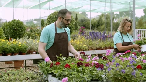 Two focused florists caring of blooming pelargoniums Stock Footage 149738359