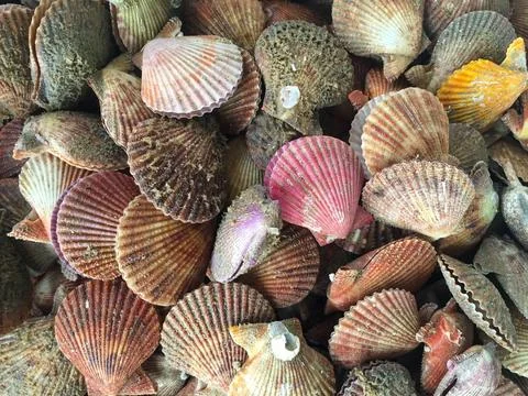 Two-fold flat shells of sea clams. Colourful shells of yellow, pink colours Stock Photos